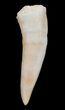 Enchodus Tooth - Extinct Bony Fish #3409-1